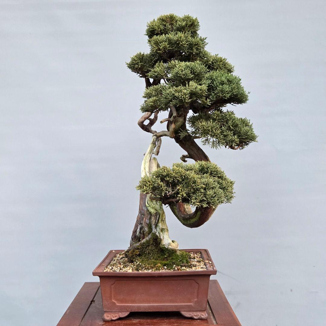 真柏　[山木捻幹模様木]　中品　 山採り