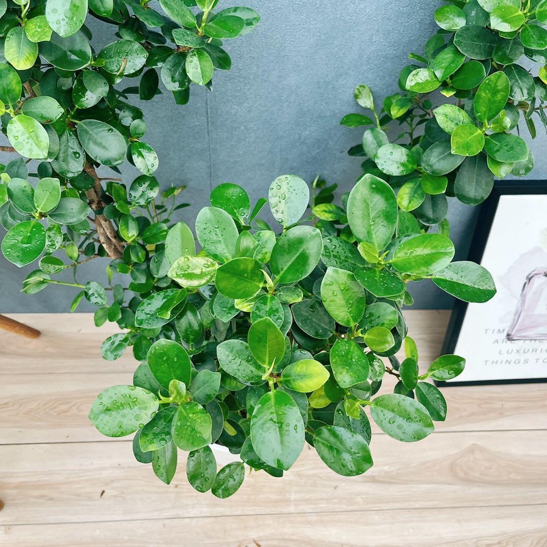 ［現品］【希少】※売約済※ A2 パンダガジュマル　8号　観葉植物　室内　レア