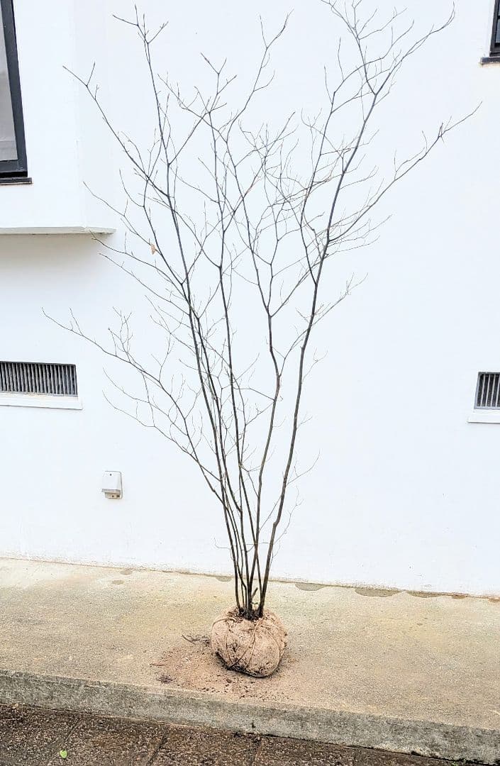 優良株。山採りクロモジ。