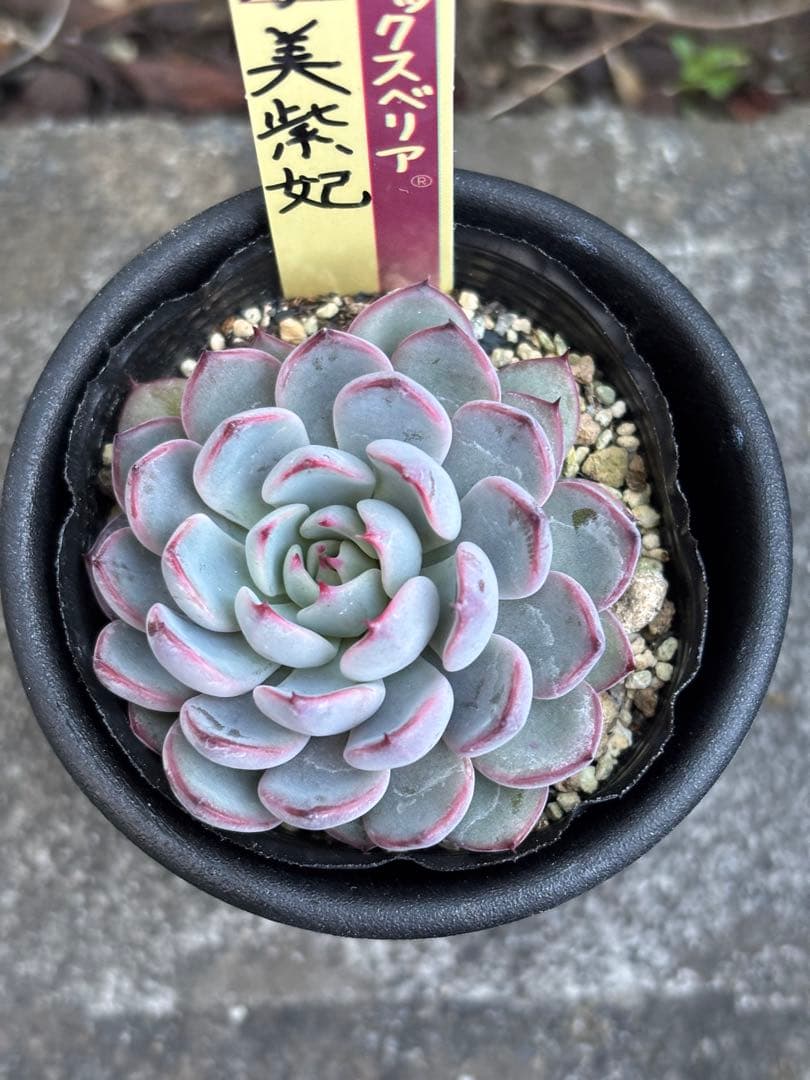 超希少 おらいさん苗 ミックスベリア 美紫妃 札付き 極上株 多肉植物④