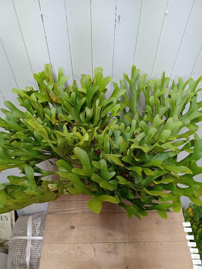 K293 【板付！XLサイズ】激ジャングル！！！ビカクシダ リドレイ1/27輸入