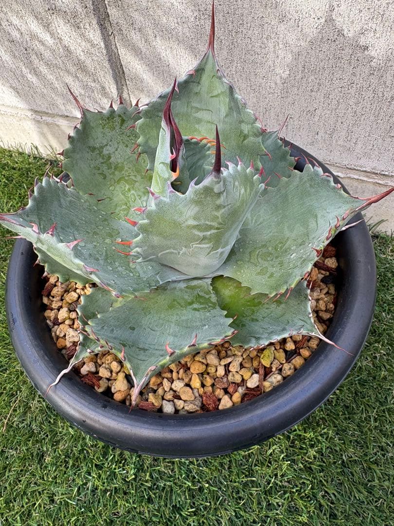 アガベ パラサナ　イシスメンシス　パライシ　ハイブリッド