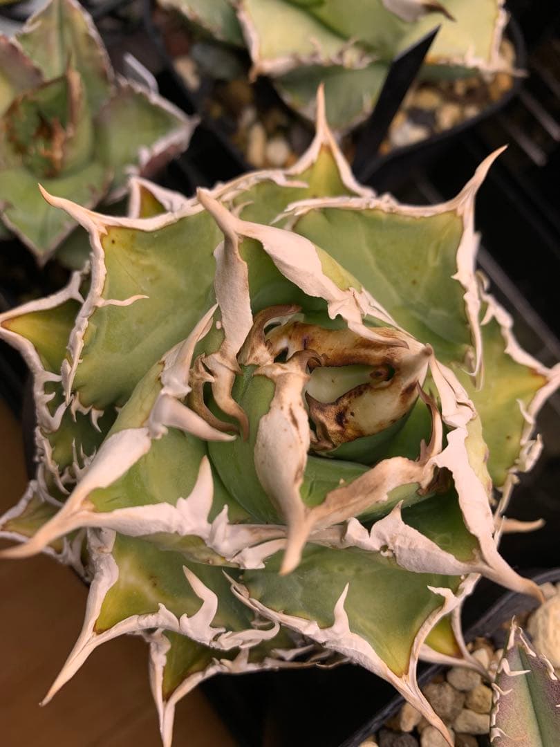 【活着済子株】アガベ　チタノタ　CJspecial