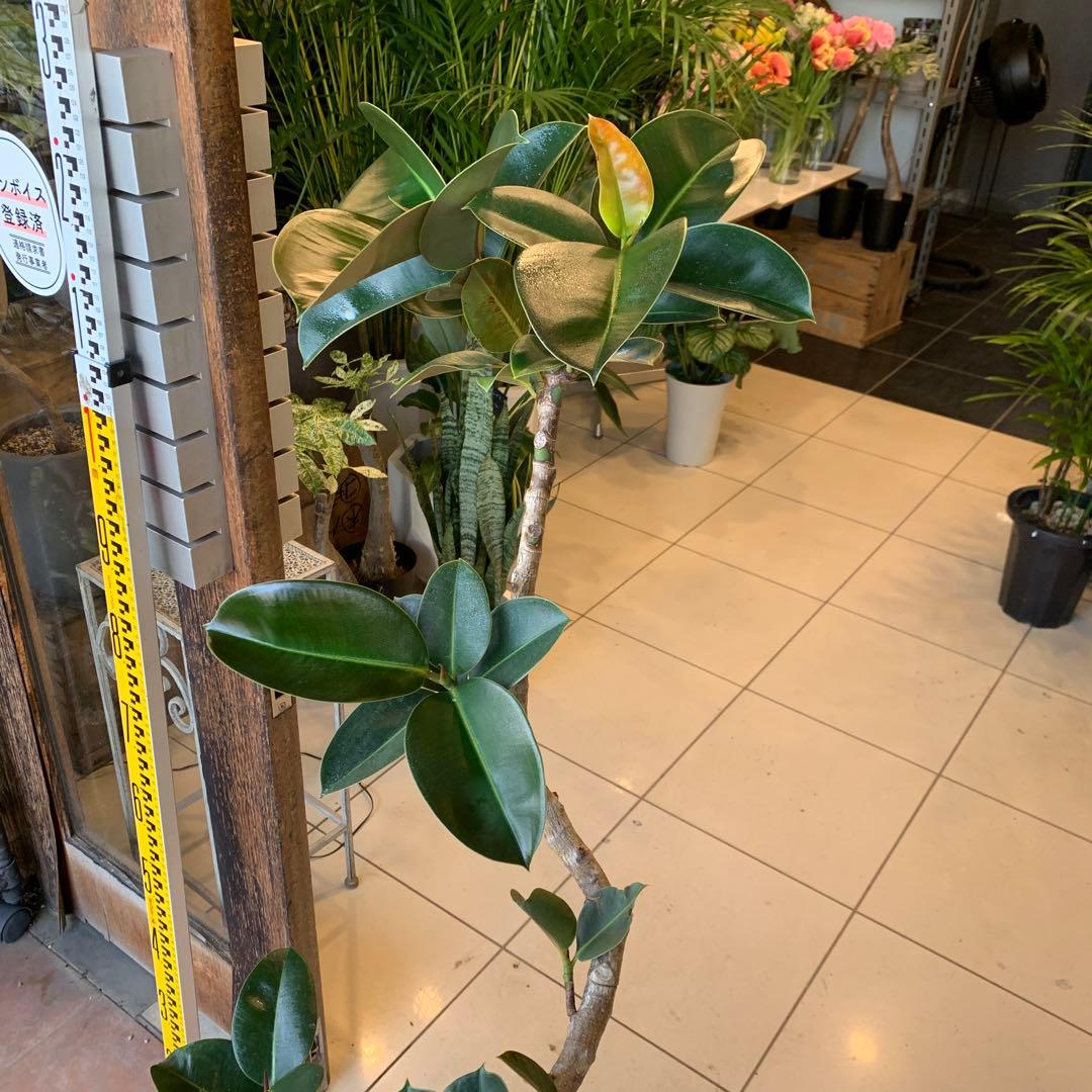 フィカス ソフィア 曲がり