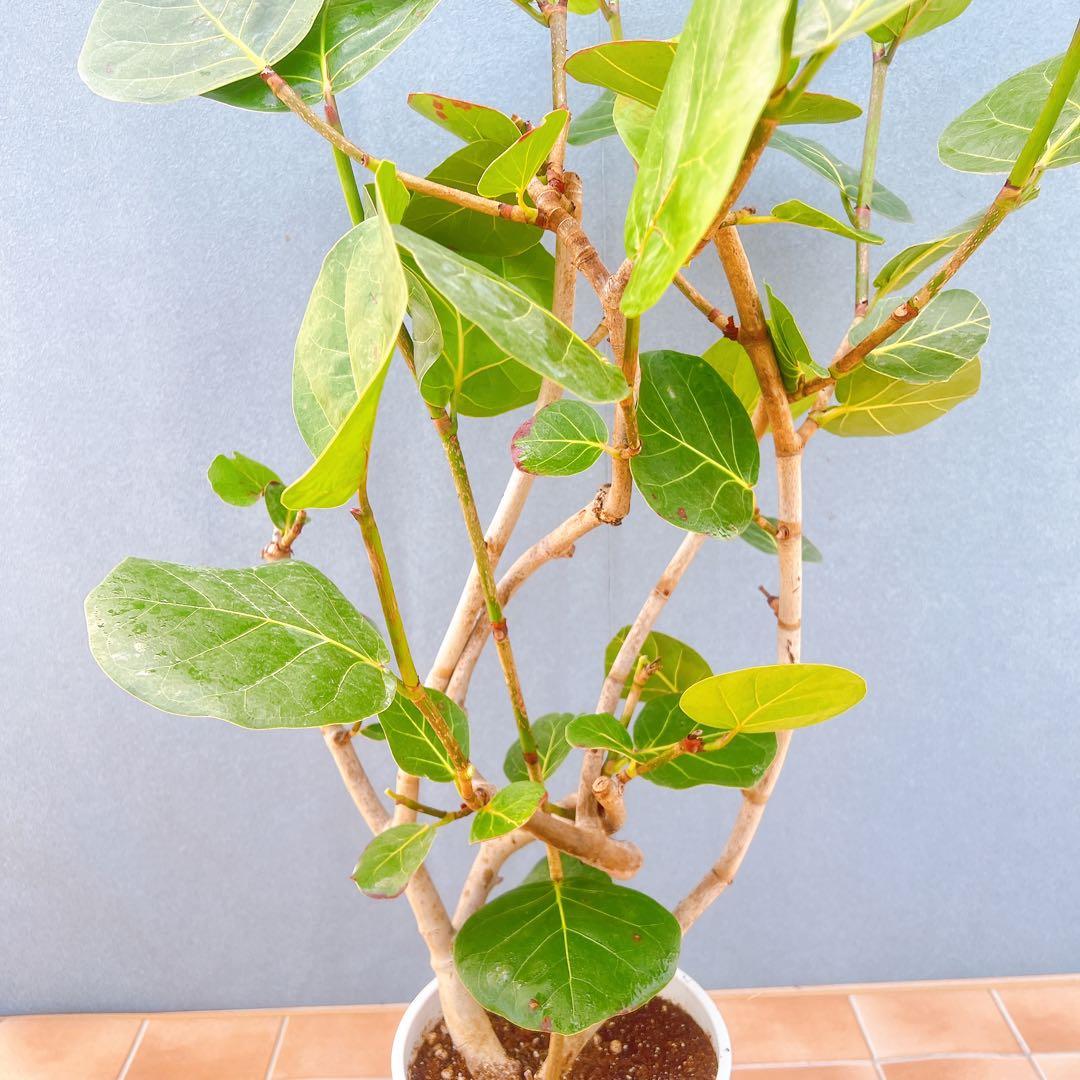 現品　海葡萄　シーグレープ　曲がり　1番　観葉植物　希少　インテリアグリーン