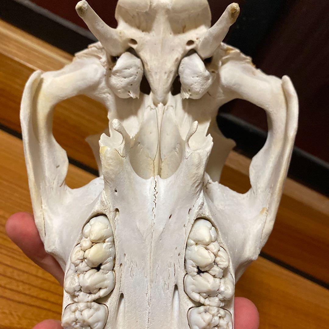 イノシシの頭蓋骨