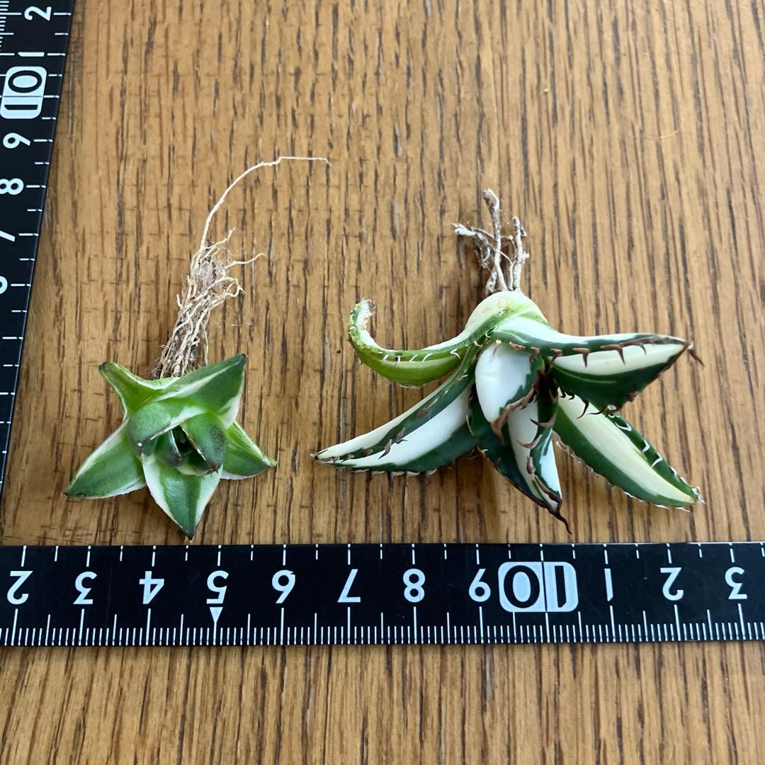 【初売りセット③】87 アガベ 太陽神錦　　ピンキー　TC2株　匿名配送