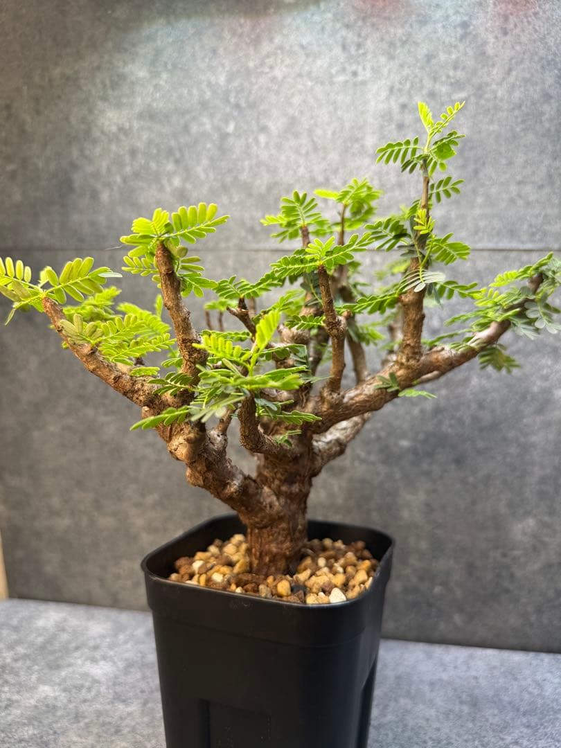 センナ　メリディオナリス　海外実生　発根済み　356