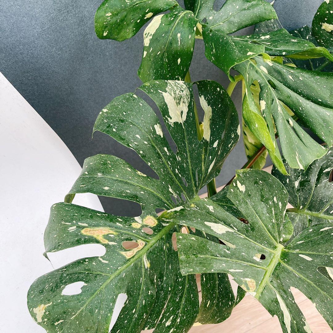 ［現品］【希少】H モンステラデリシオーサ　斑入り　レア　観葉植物　室内　大型