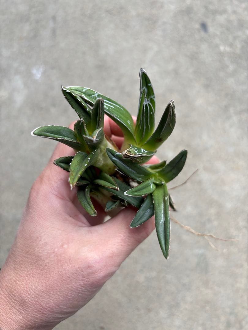 アガベ　笹の雪　極上株　子株5株セット