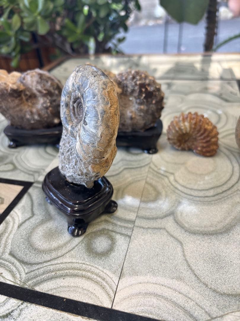 台付アンモナイト　北海道　天塩中川町佐久　化石　鉱石　希少　インテリア