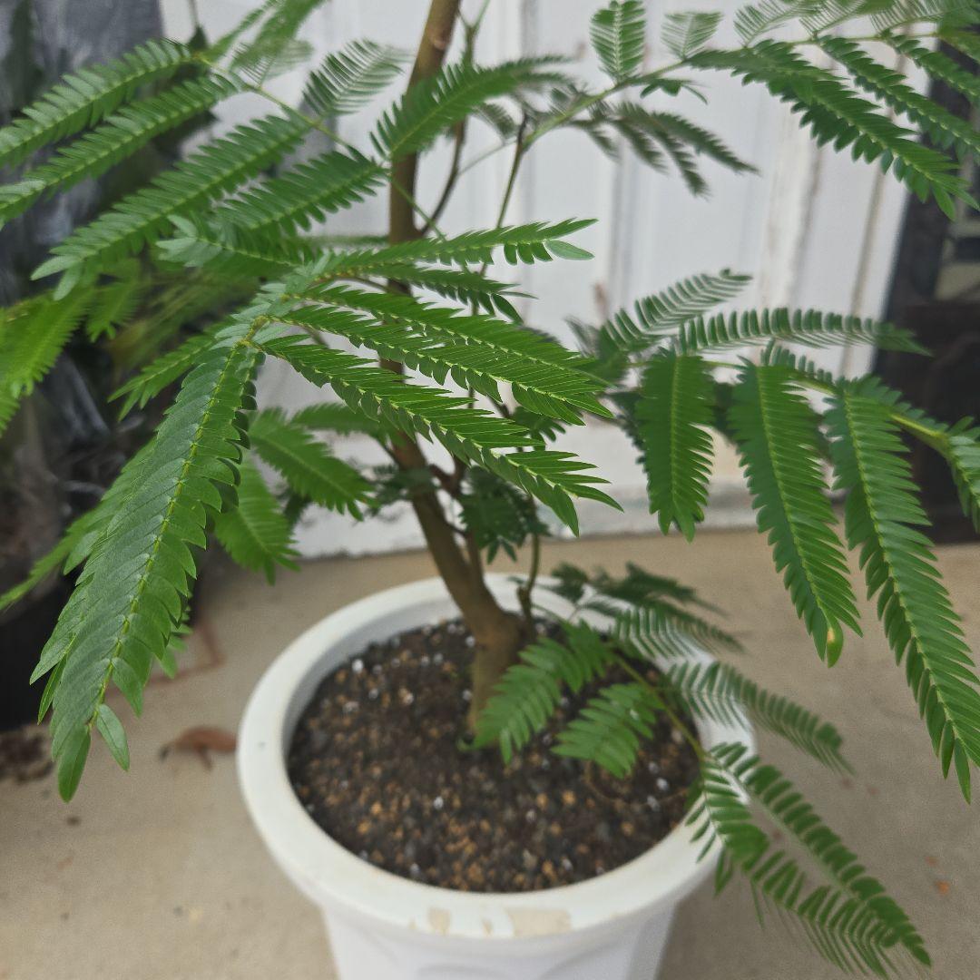 ④　エバーフレッシュ曲がり仕立て　10号　特大苗木最高等級極上品‼️