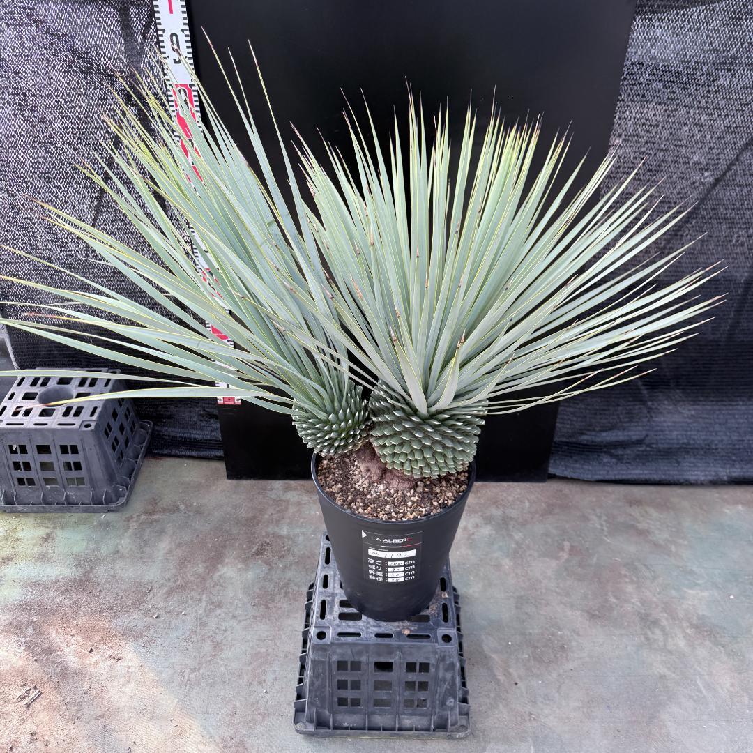 【AL1192】ユッカ　ロストラータ　ダブルベッド