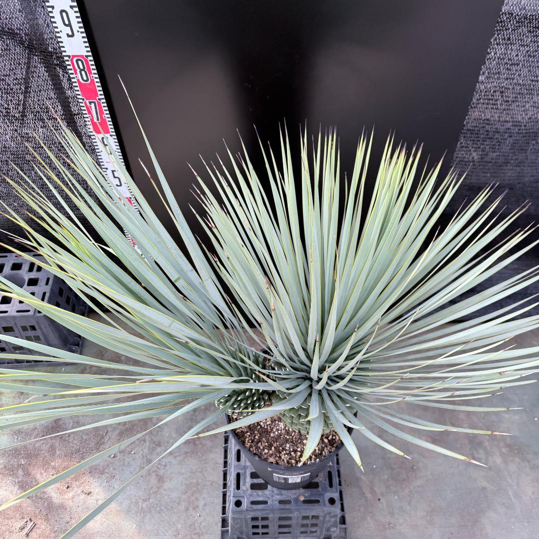 【AL1192】ユッカ　ロストラータ　ダブルベッド