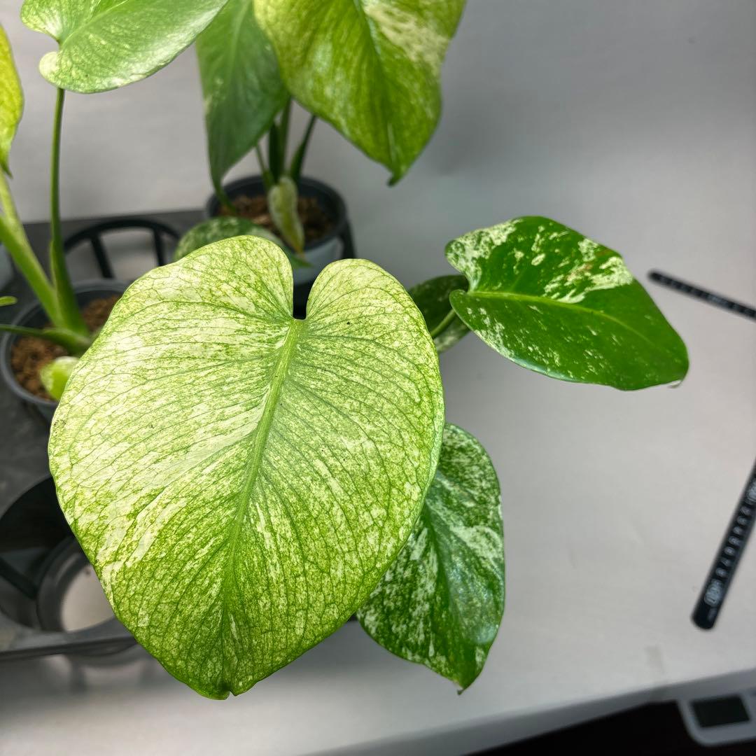 S*T様 5株セットms41【特別選抜】ホワイトモンスター／天津蘭 モンステラ斑