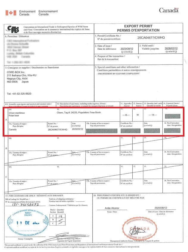 シロクマの爪　※CITES書類付