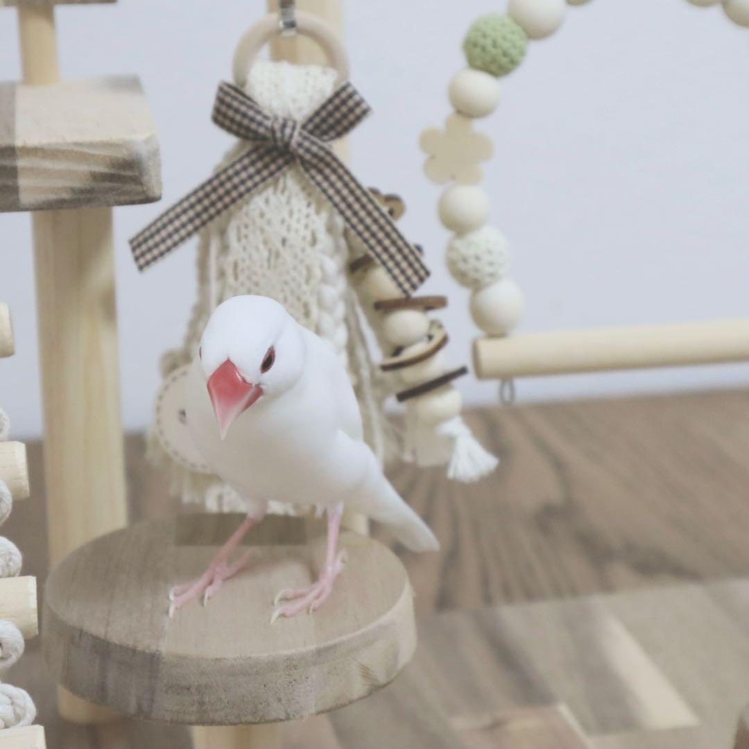 ことりのあそびば　ミラー付き　文鳥　インコ　バードアスレチック　ブランコ