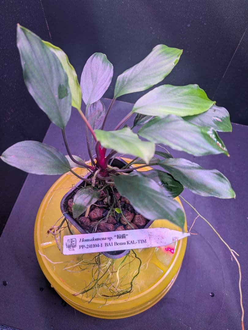 Homalomena sp.\"緑備\" PP-241104-1 親株 正規タグ付き