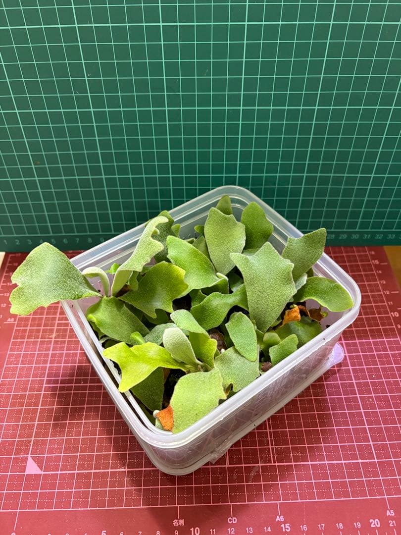 【専用出品　拳王ビカクシダ板職人様】cotton cloud spore