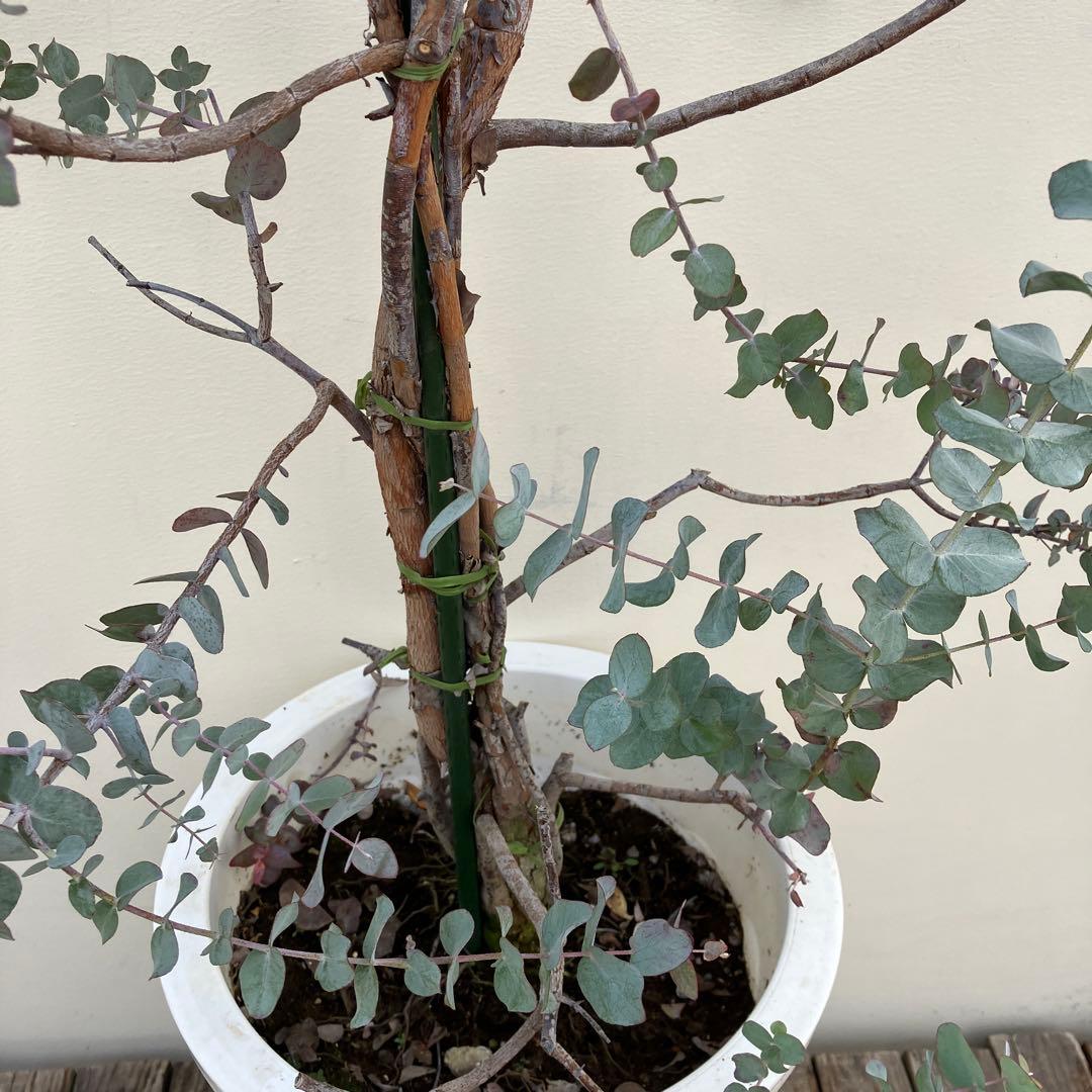 ユーカリ　シネレア　銀丸葉ユーカリ　常緑樹