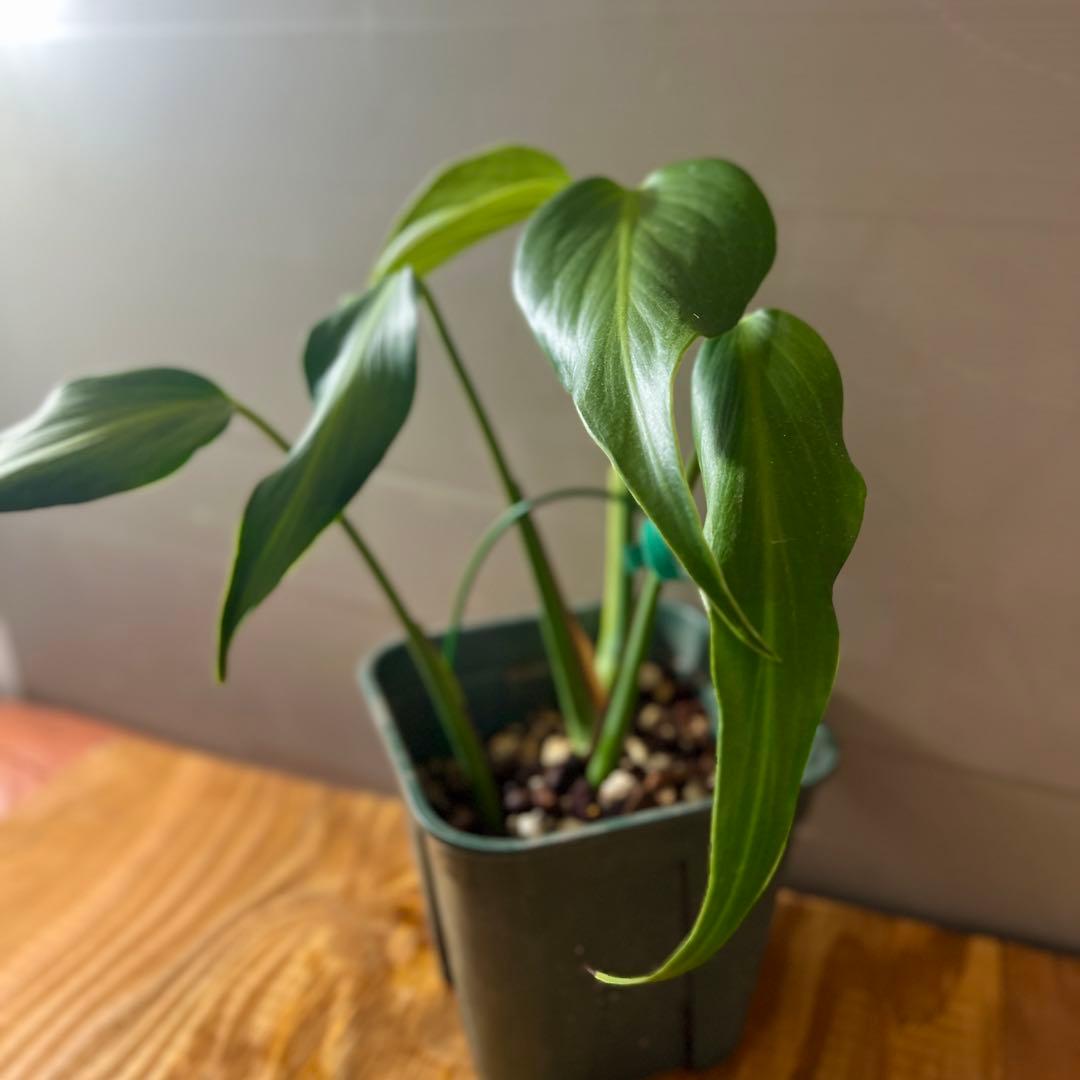 モンステラ　バールマルクスフレーム　大きめサイズ