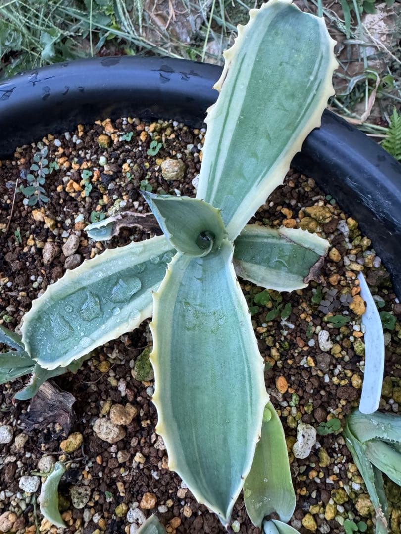 アガベ　リップルエフェクト　子株