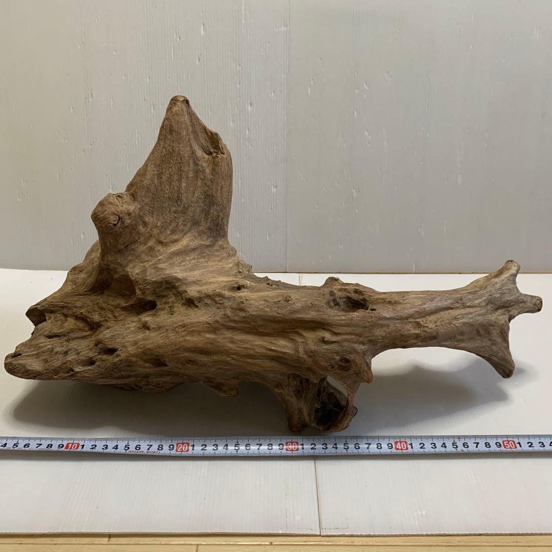 アク抜き済み流木　No.050 .039.031.239.393