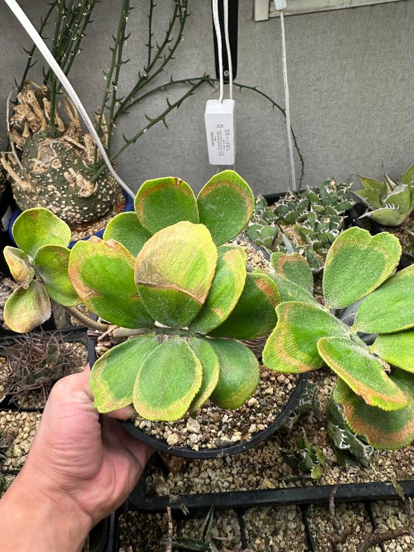 【サボテン_ザミヤ】 メキシコ蘇鉄 ザミヤ 現地球 ダブルヘッド 2