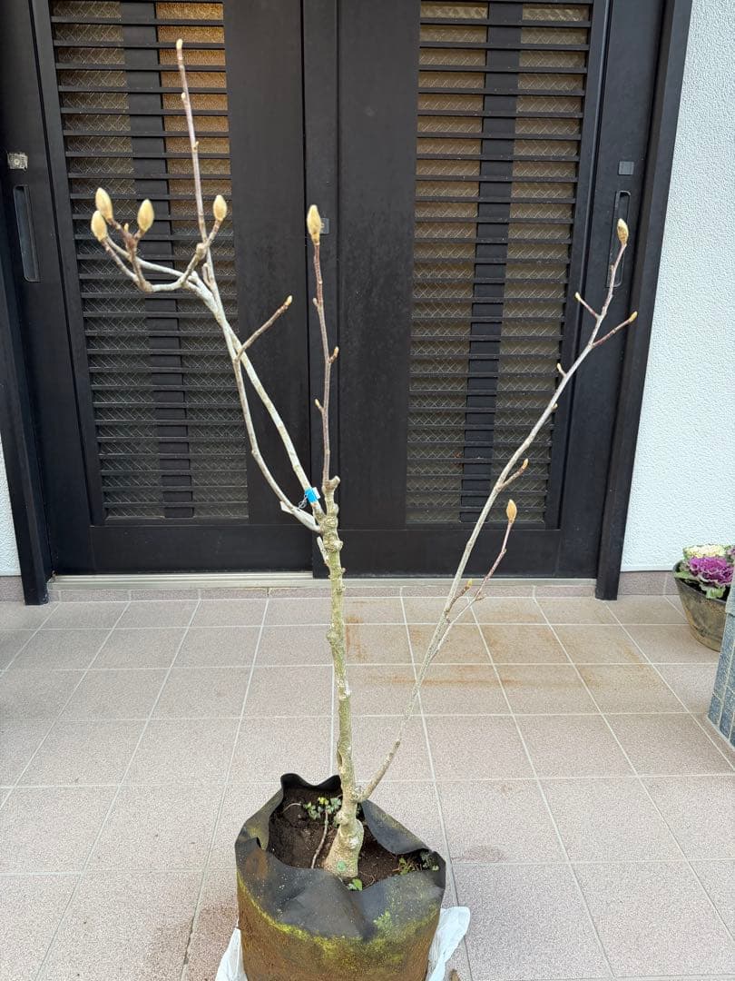 白木蓮 苗木　特大株華やかな芳香