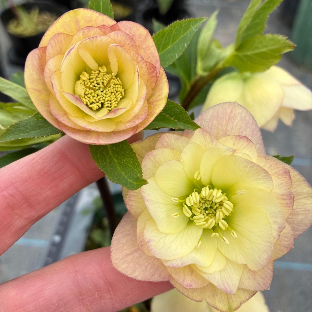 クリスマスローズ　６寸　イエロー　かすり