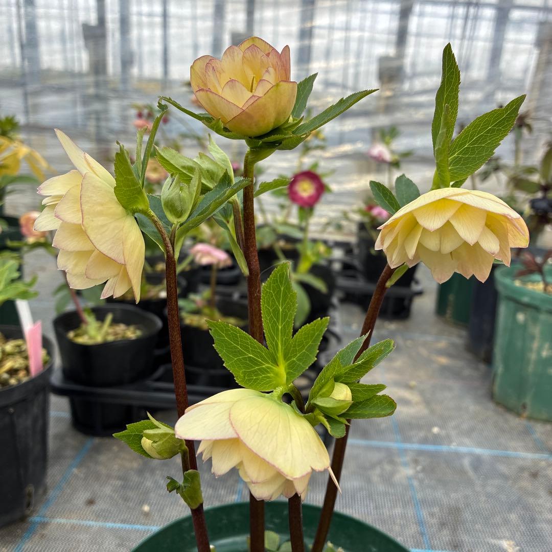 クリスマスローズ　６寸　イエロー　かすり