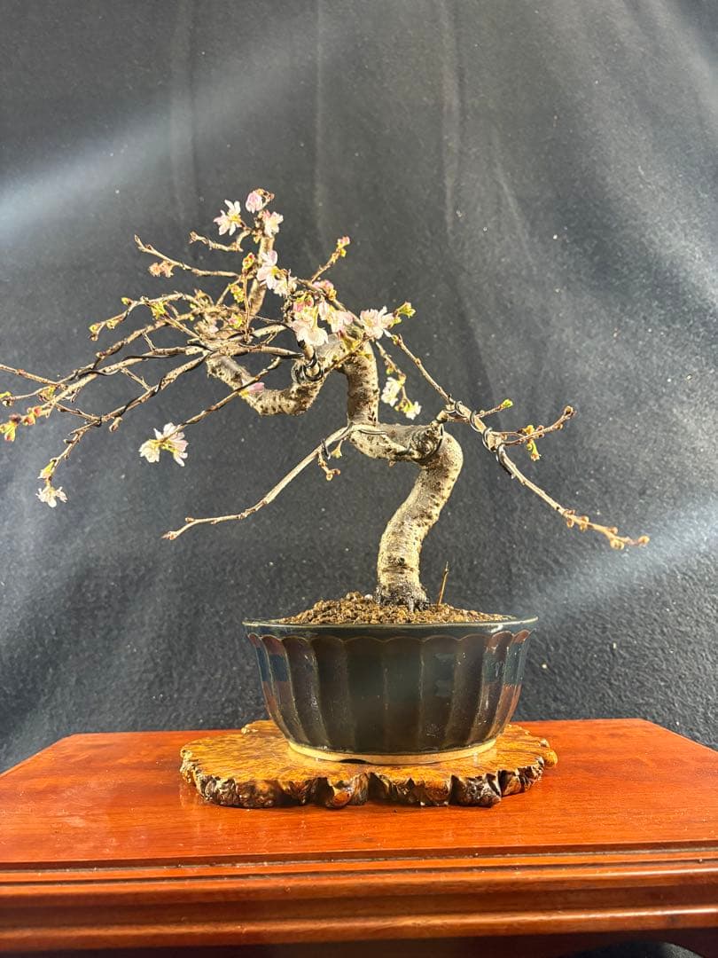 貴風盆栽、十月桜、斜幹模様木 やや傷や汚れあり
