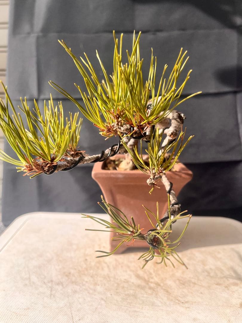 赤松盆栽 10%OFF‼️