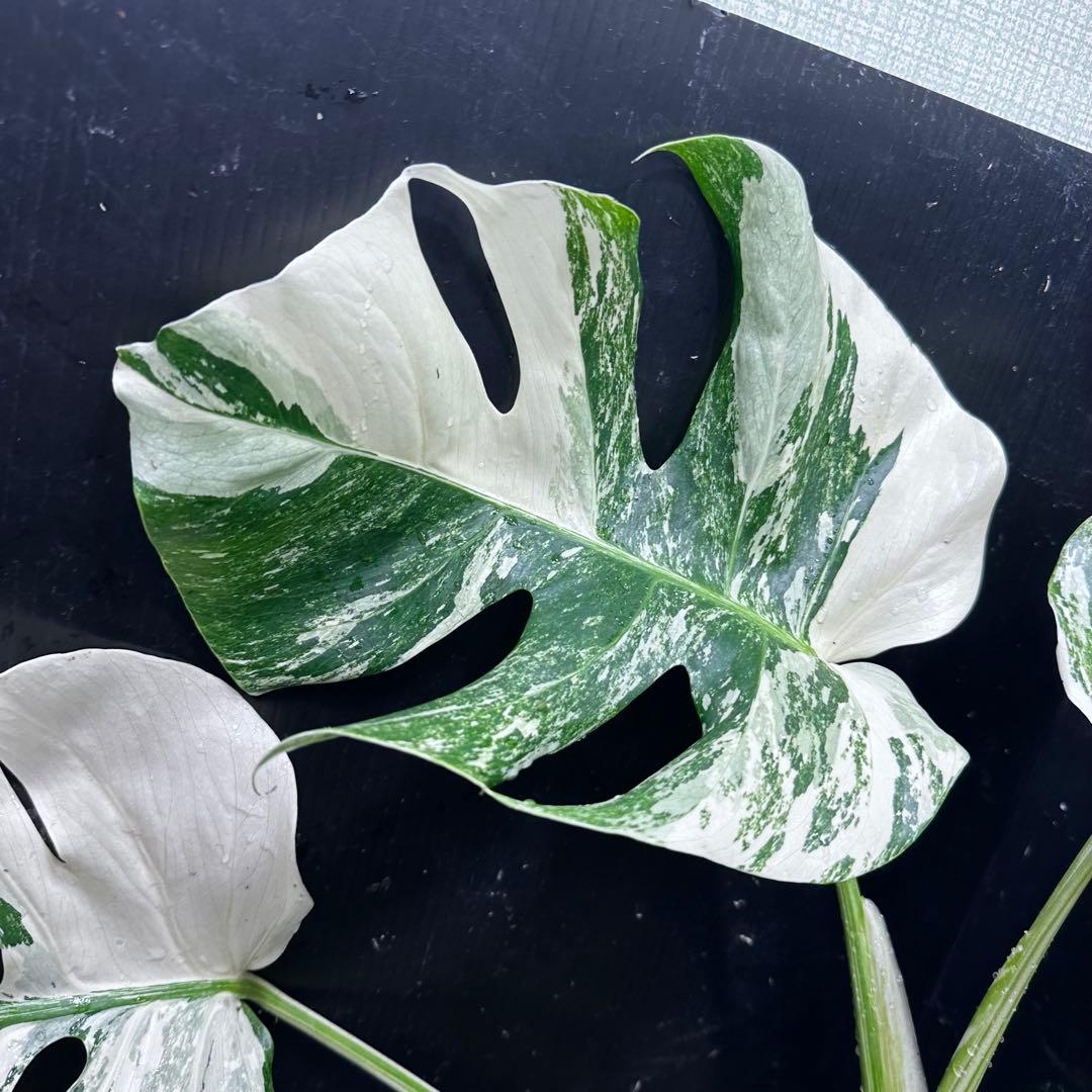 明*菜様 斑入りモンステラ ホワイトタイガー極美大株58cm白斑多