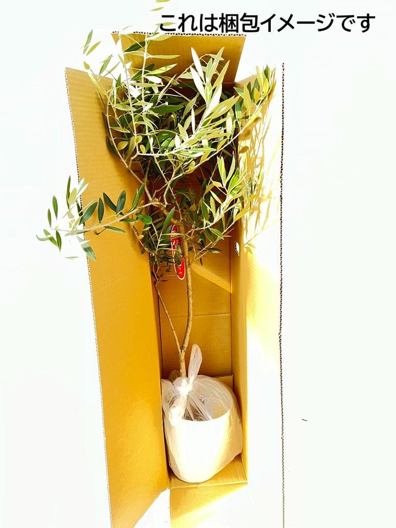 オリーブの木　セントキャサリン　7号　約130cm　K-342　希少　現品掲載