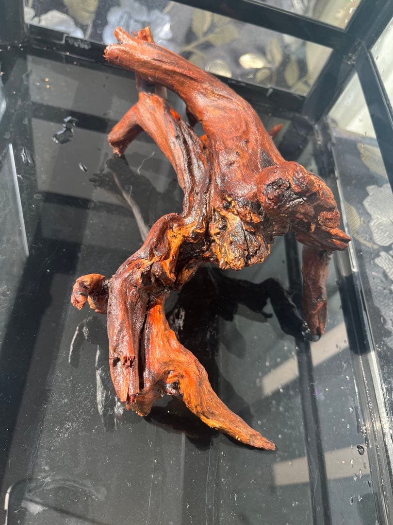 三晃商会 レプティワイルド パンテオン ブラック　6035 引取り限定