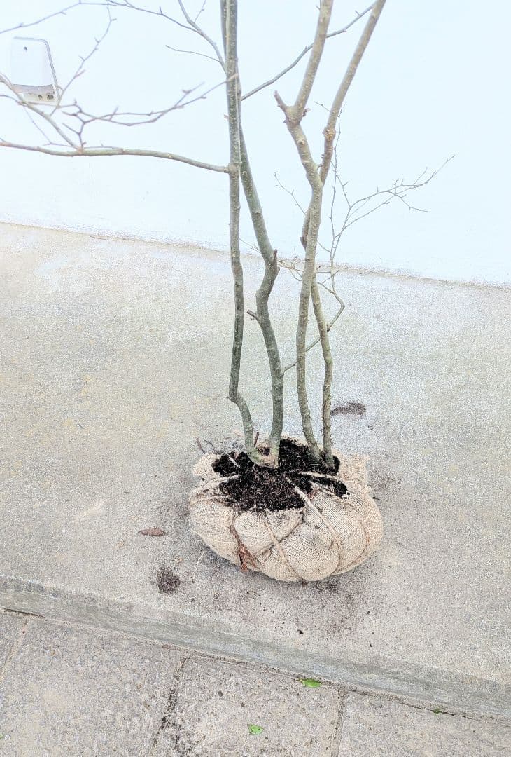 山採りアオハダ。