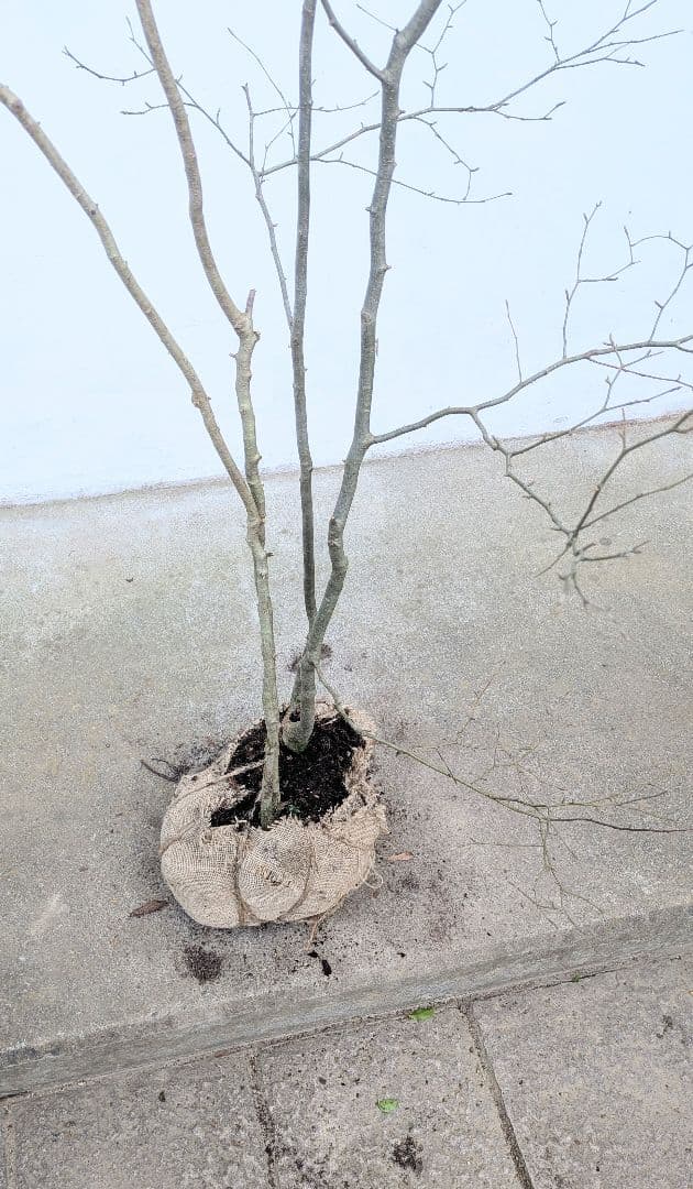 山採りアオハダ。