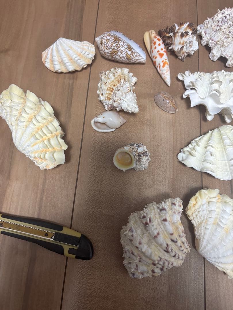 ヒレシャコガイ　その他　まとめ売り