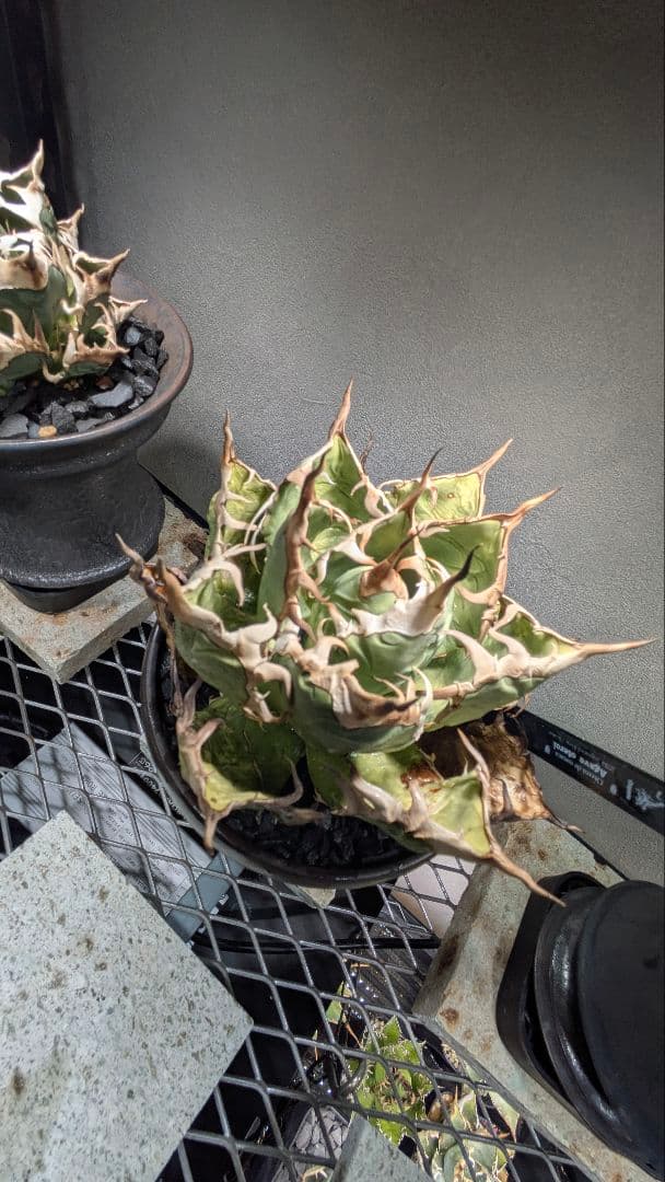 トップ長　アガベ　オアハカ　現地球ワイルド　COYOTE　PLANTS　オテロイ