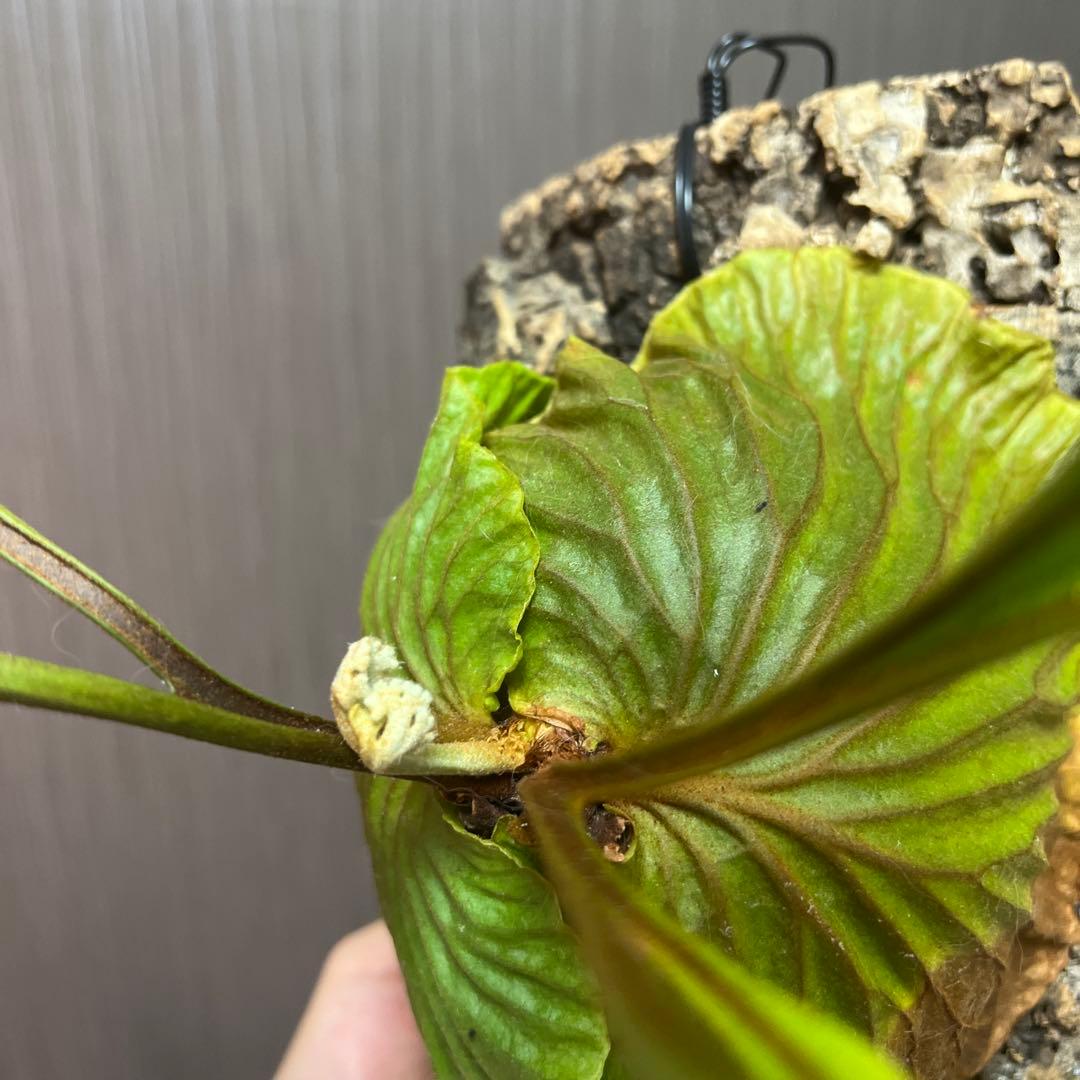 ビカクシダ リドレイ(ワイルド)大株　コルク付け