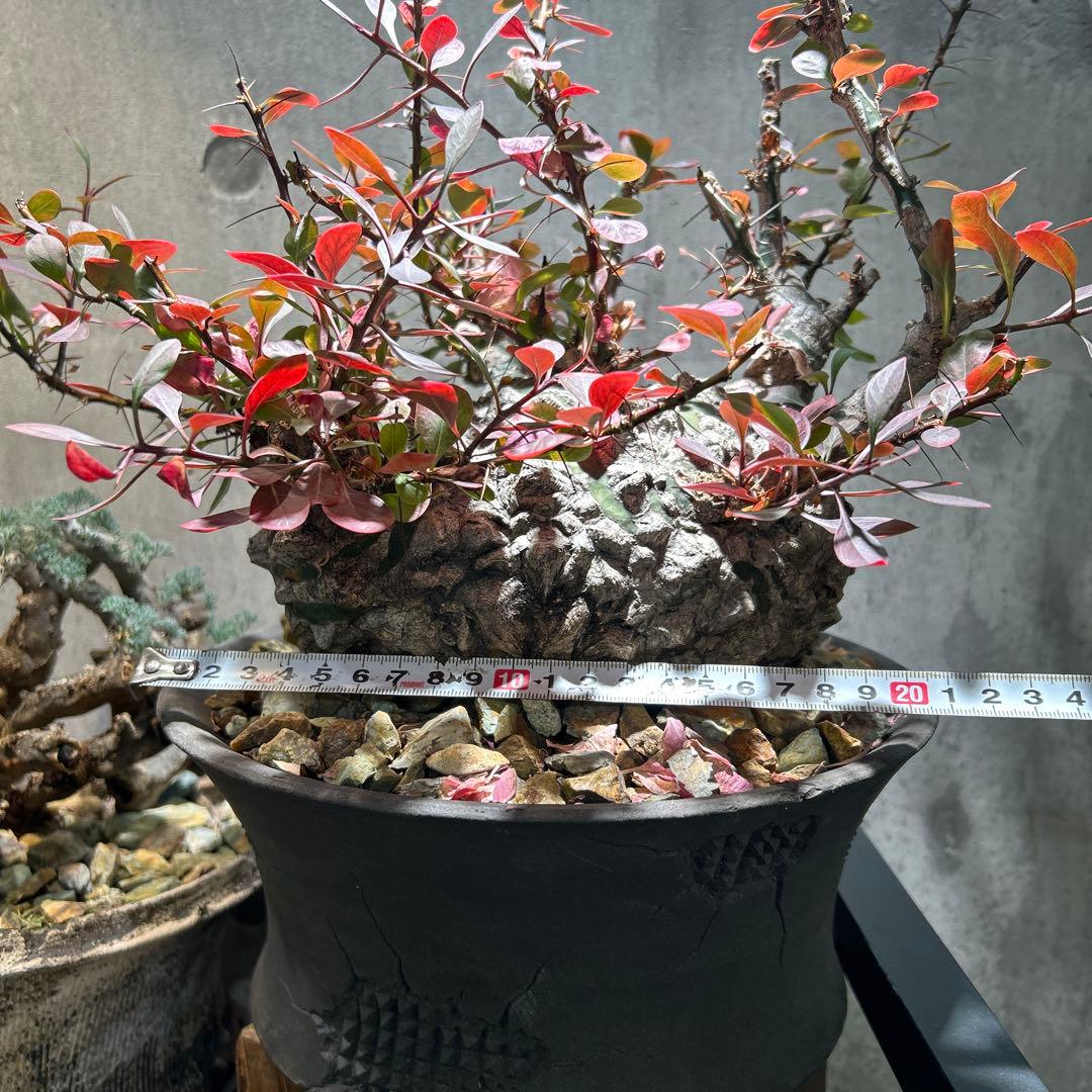 フォークイエリア　ファシクラータ 現地株 超希少 発根済 ※※陶器鉢付き※※