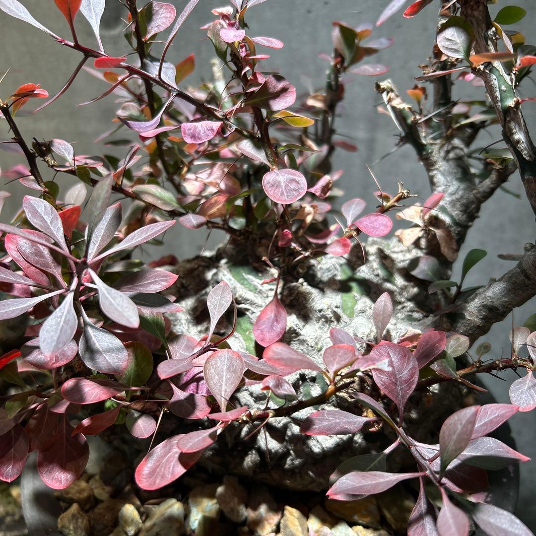 フォークイエリア　ファシクラータ 現地株 超希少 発根済 ※※陶器鉢付き※※