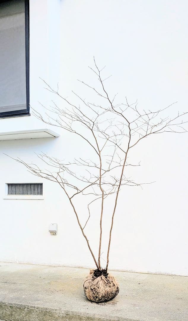 山採りシロモジ。