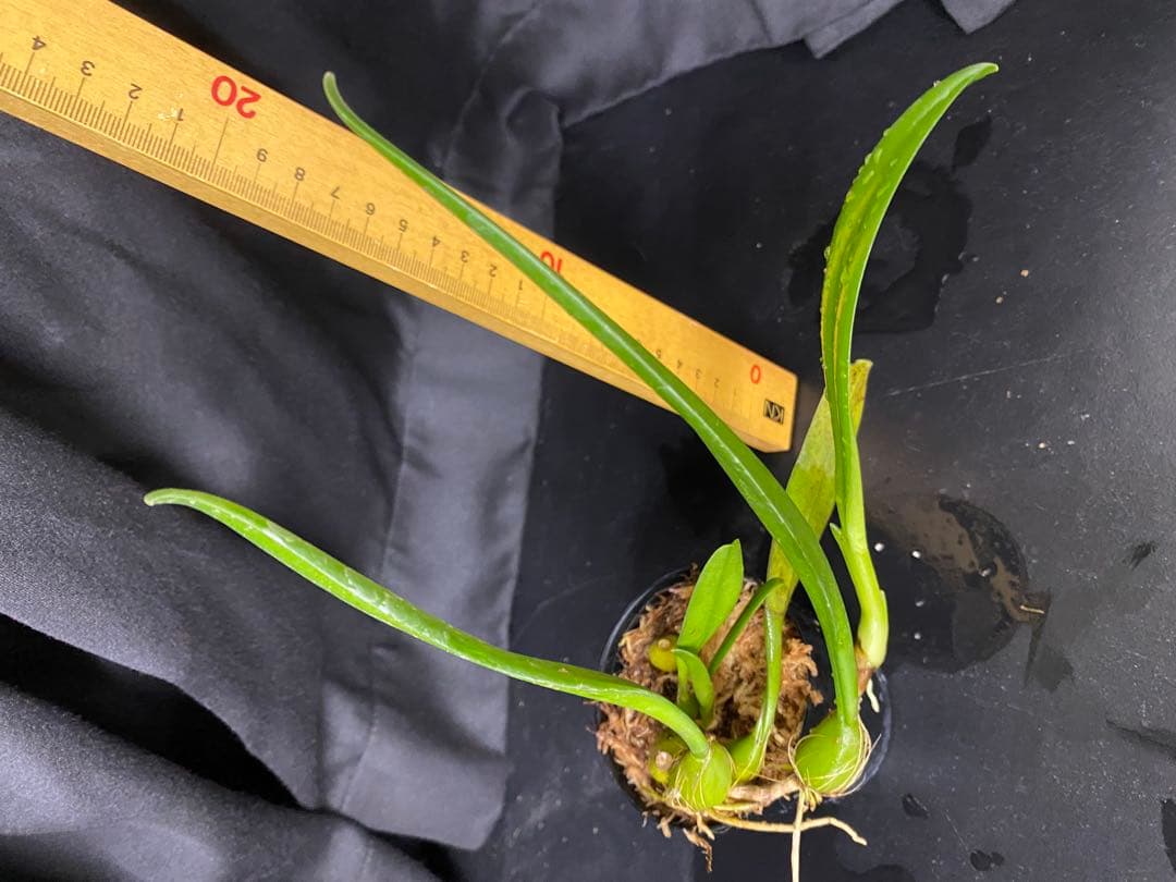 超希少種　　オガサワラシコウラン　小笠原シコウラン　洋蘭原種