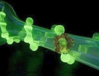 ★G1702★ アンティーク　ウランガラス　乳白ガラス　花瓶