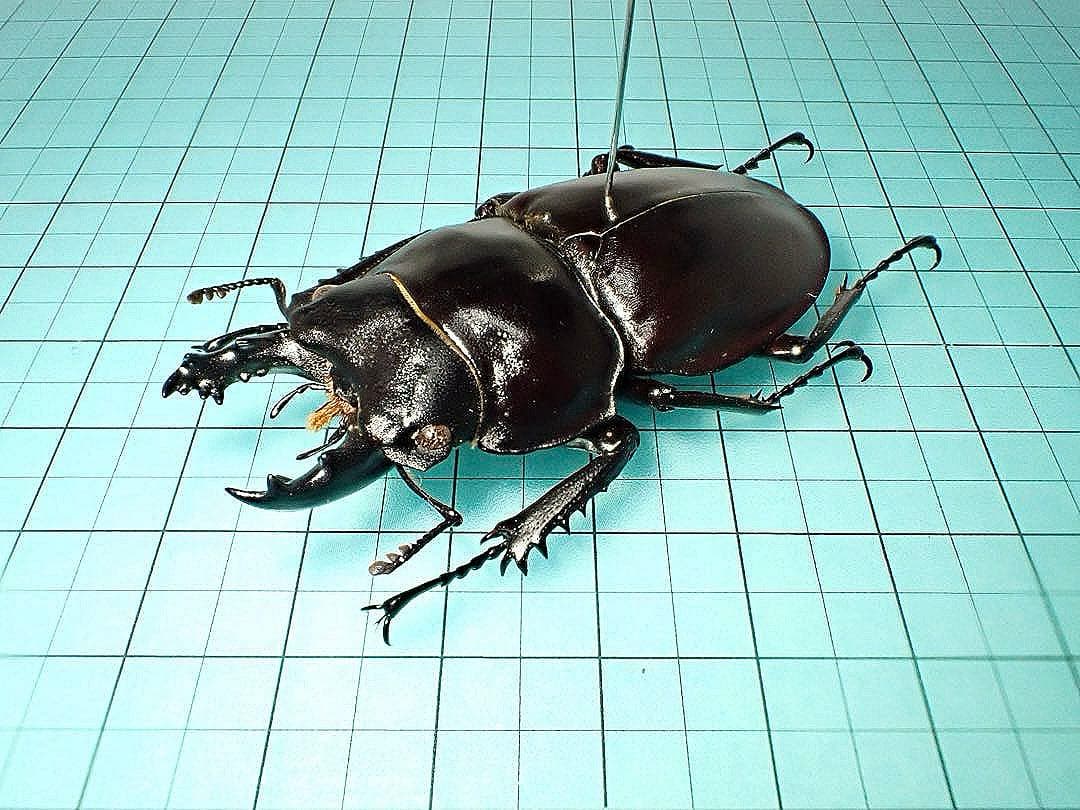 【標本】ヤエヤママルバネクワガタ　石垣島産　54.6ミリ　規制前採集個体