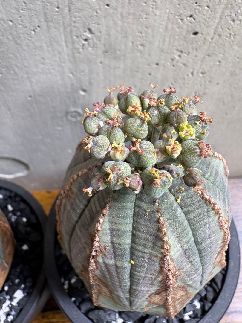 【全31株】実生　ユーフォルビア　オベサ　自家採取　親株写真有り