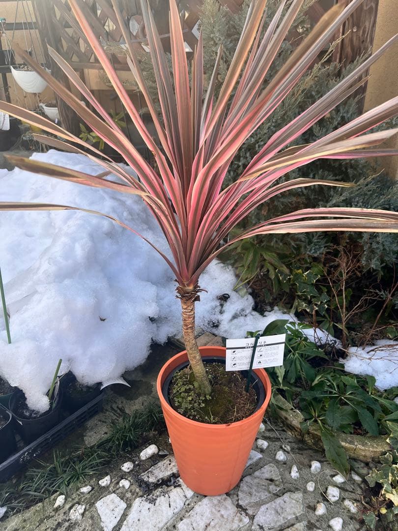 コルジリネ　サウザンスプレンダー♥️ 特特大苗木　オージープランツ