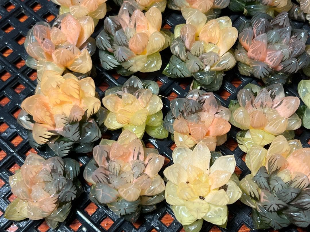 H*C様 1.多肉植物 ハオルチア　オブツーサ錦 水中月錦 糊斑 鮮明錦 25株